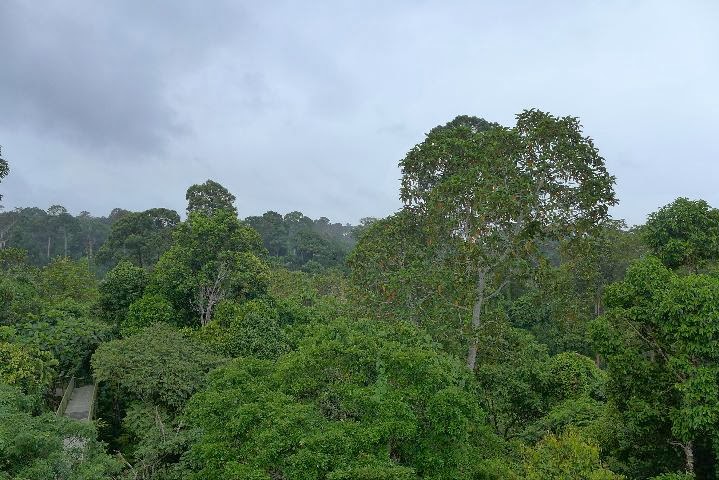 Rainforest discovery center