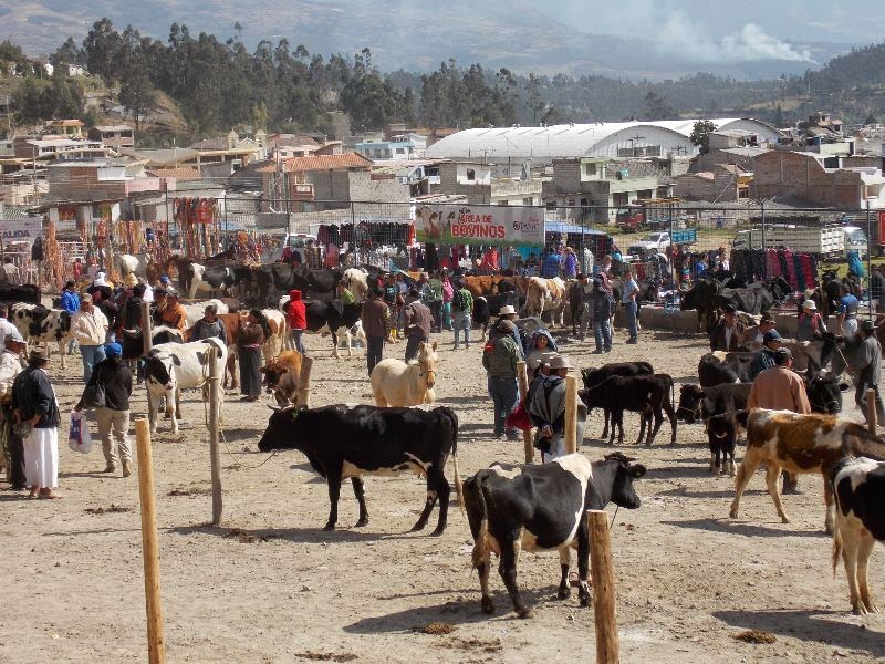 Tiermarkt in Cuenca